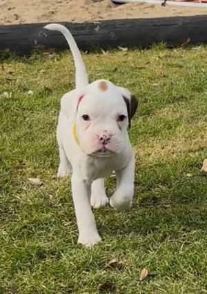 Kleine reinrassige Boxerherzen suchen ihr Zuhause fürs Leben