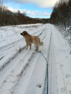 Mischling Hund Atuhr  Bild 3