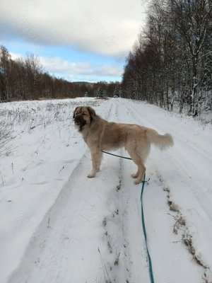 Mischling Hund Atuhr 