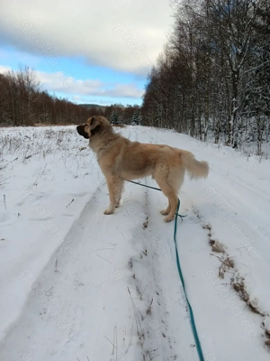 Mischling Hund Atuhr  Bild 2