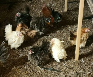 Europäische Serama Zwerghühner Eintagsküken 