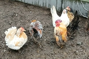 Europäische Serama Zwerghühner Eintagsküken 