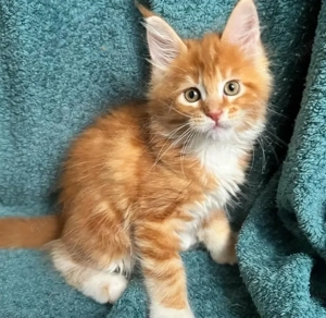 Verspielte Maine-Coon-Kätzchen