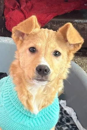 Enja - wunderbares Hundekind sucht seine Familie 