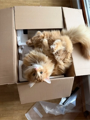 Norwegischer Waldkater