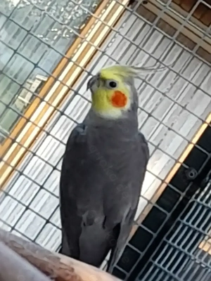  nymphensittich männchen