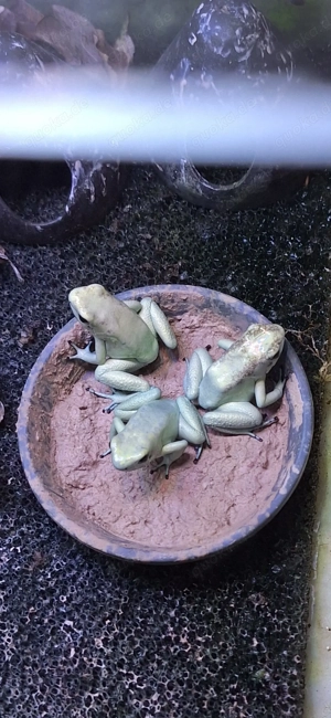 Hamm möglich! Verschiedene Dendrobaten in 31226 Peine