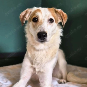 Sky - sehr offen&verschmust