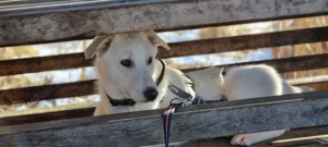 Mini Labrador Mix Hündin 13kg 13Mon weiss BESUCHBAR IN MÜNCHEN