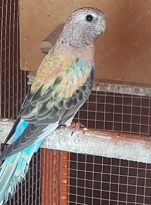 Bourkesittich Henne - Vögel - Sittiche 