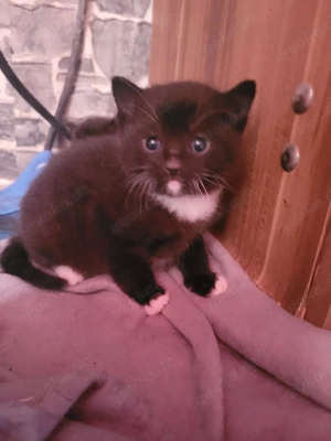 Schwarze  Katzenbabys 