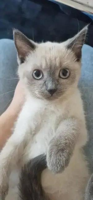 Die kleine hübsche Blue Point BKH-Mädchen sucht noch ein liebevolles zuhause