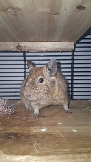 3 männliche Degus zu verkaufen 
