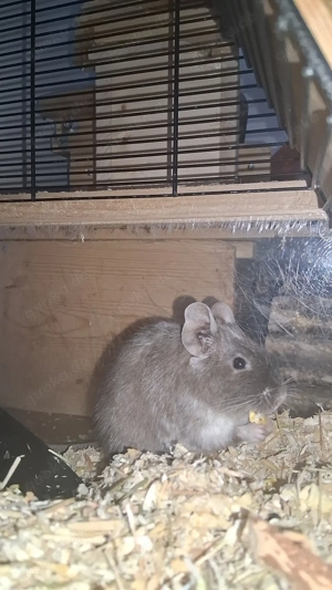3 männliche Degus zu verkaufen  Bild 2