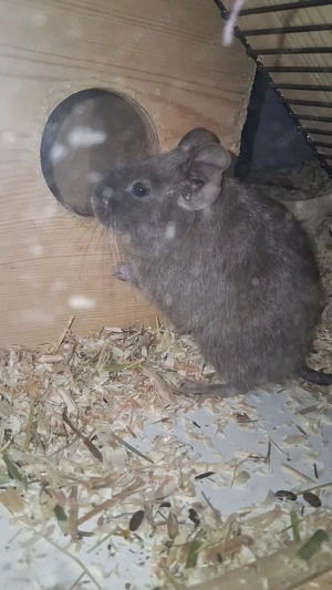 3 männliche Degus zu verkaufen  Bild 3