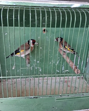 eurpäische Stieglitze 