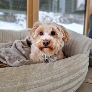 Rudi - ein süßer kleiner Hund 