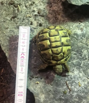 Testudo hermanni hermanni 2022 Apulien