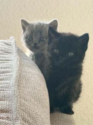 Britisch Kurzhaar Kätzchen, 2 Monate alt, abzugeben