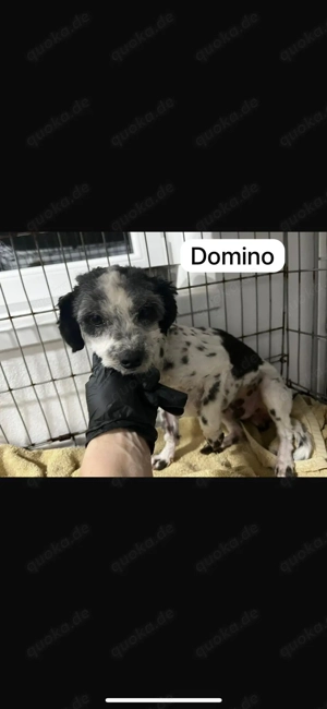 Der süße Kerl sucht sein Zuhause 