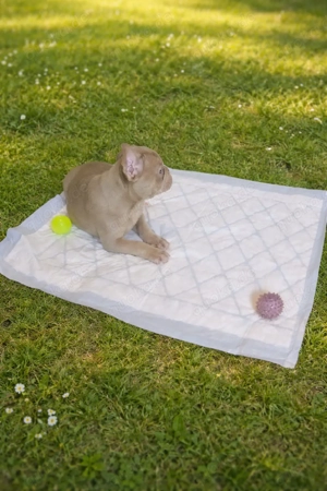 Französische Bulldogge Bild 4