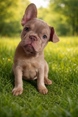 Französische Bulldogge Bild 2