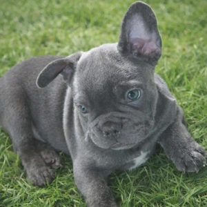 Französische Bulldogge Bild 1