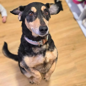 Freddy - ist sehr verkuschelt 