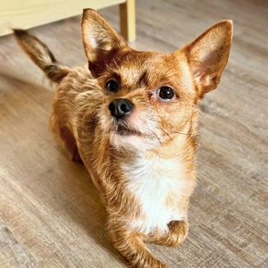 Bobby - möchte ausgelastet werden 