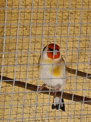 Stieglitze Major 2025, 2023 