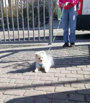 Pomeranian Zwergspitz Welpe 