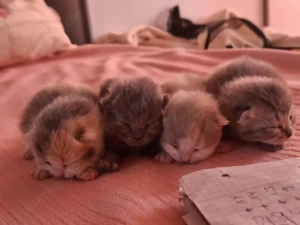 Wunderschöne BKH-Kitten suchen ein liebevolles Zuhause ab dem 28.4.26