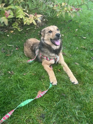 Maya - lieber Wirbelwind - sucht ihre Familie