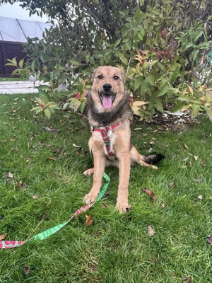 Maya - lieber Wirbelwind - sucht ihre Familie