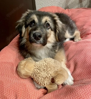 Welpenbub Lino sucht ein liebesvolles Zuhause 