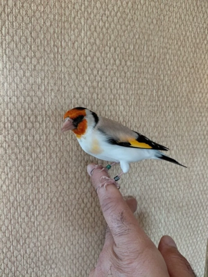 Stieglitz 2025  handzahm, iranischem"Lor"-Gesang 