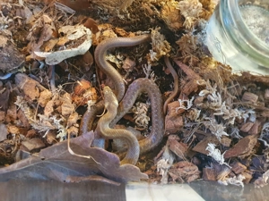 Äskulapnatter Jungtier, DNZ 2025, Zamenis longissimus