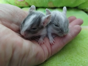 Super süßer Degu Nachwuchs:Sonderfarben:Lilac-,Schoko-Schwarz-Sandschecke suchen demnächst Heugeber!