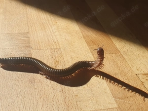 Telodeinopus aoutii Tausenfüßer, Tausenfüßler