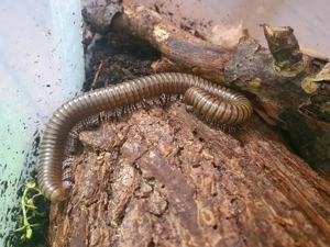 Tausendfüßler, Tausendfüßer, Telodeinopus aoutii