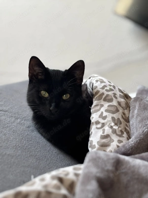 Kater bagehra such ein neues Zuhause 