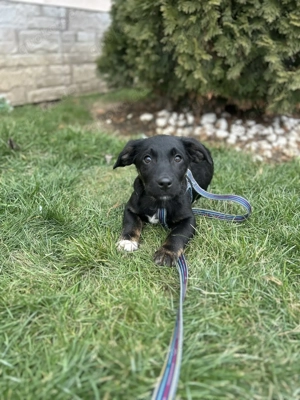 Mogli - wunderbares Hundekind sucht sein Zuhause