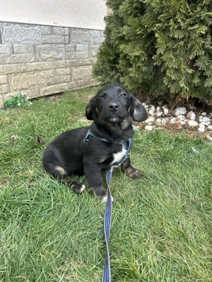 Mogli - wunderbares klein bleibendes Hundekind sucht sein Zuhause