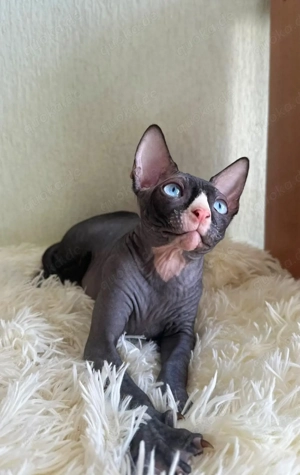   Süßes Kätzchen (männlich) abzugeben