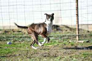 Color, z.Zt. in Ungarn, zurückhaltend, aber verspielt.