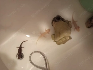 Axolotl zu verkaufen 