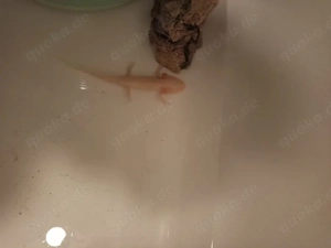 Axolotl zu verkaufen 
