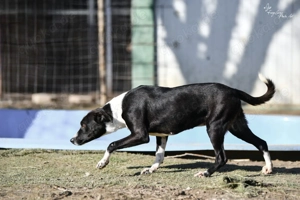 Collie, z. Zt. in Ungarn, noch zurückhaltend aber verspielt Bild 3