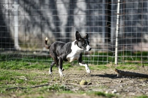 Collie, z. Zt. in Ungarn, noch zurückhaltend aber verspielt