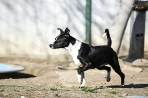 Collie, z. Zt. in Ungarn, noch zurückhaltend aber verspielt Bild 6